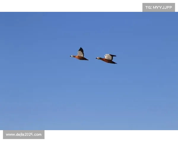 亚锦赛备战日记：中国队员克服时差进行适应性训练全程纪实